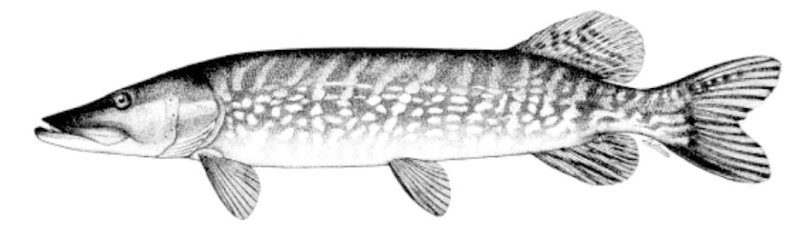 Esox lucius_0001.jpg